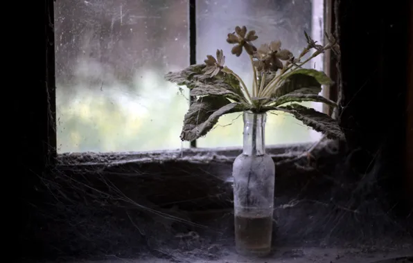 Flowers, window, Bank