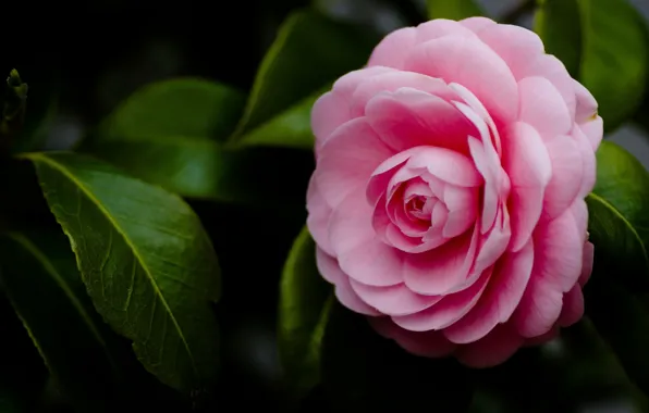 Flower, macro, pink, petals, Camellia