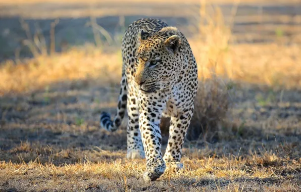 Face, predator, leopard, Savannah, Africa, walk, wild cat