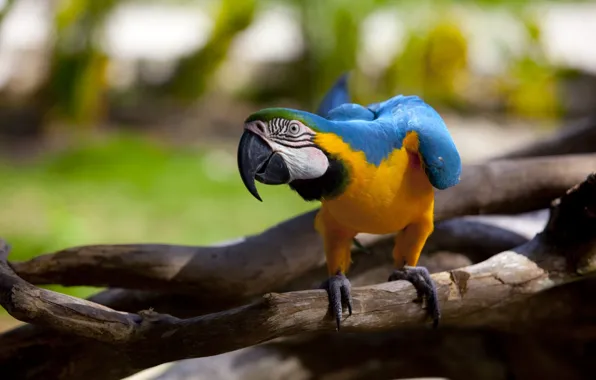 Parrot, macaw, bokeh, eye, branches, paws, beak