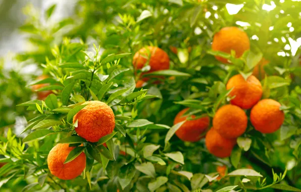Oranges, fruit, leaves, fruits, oranges