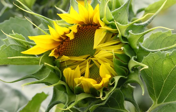 Sunflower, petals, Bud