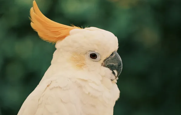 Look, background, bird, portrait, parrot, crest, cockatoo