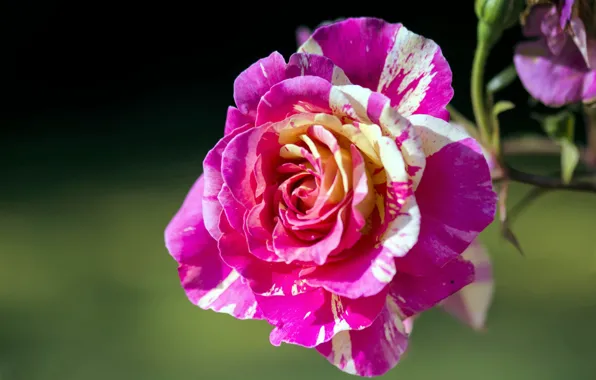 Macro, background, roses, petals, buds, motley