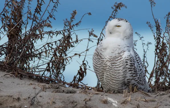 Picture sand, white, nature, background, blue, owl, bird, feathers
