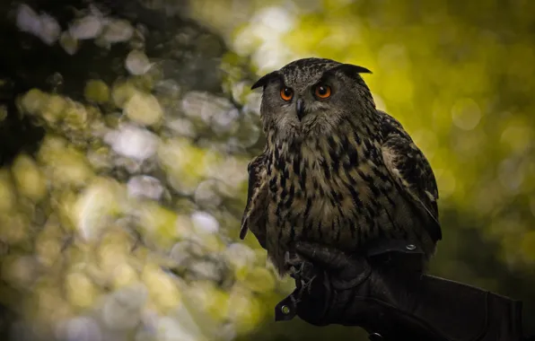 Look, glare, background, owl, bird, hand, glove, bokeh