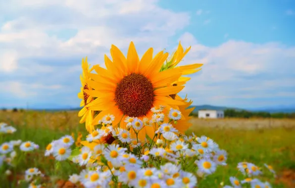 Picture Nature, Field, Summer, Flowers, Sunflowers, Nature, Flowers, Summer
