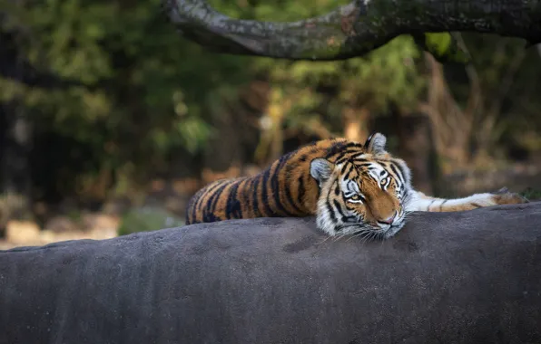 Wallpaper stones, branches, pose, look, lies, face, bokeh, tiger