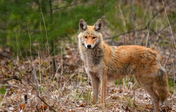 Picture portrait, look, nature, wolf, branches, face, grass, coyote