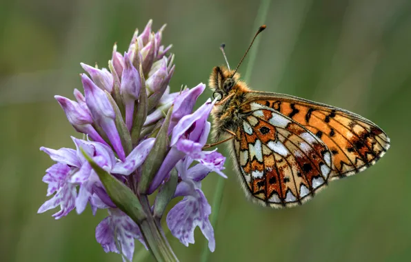 Flower, butterfly, plant, insect, flower, butterfly, plant, insect