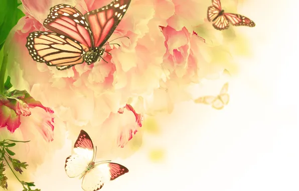 Butterfly, flowers, flowering, carnation, twigs