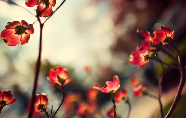 Flowers, red, petals