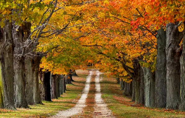 Picture road, autumn, trees, nature, colored