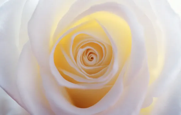 Picture macro, rose, petals, white