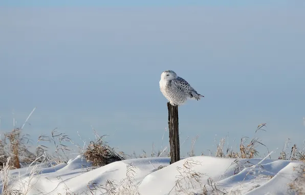 Picture winter, grass, snow, owl, bird, post