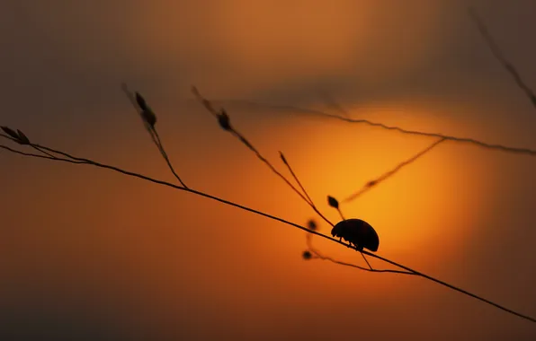 Picture light, background, color