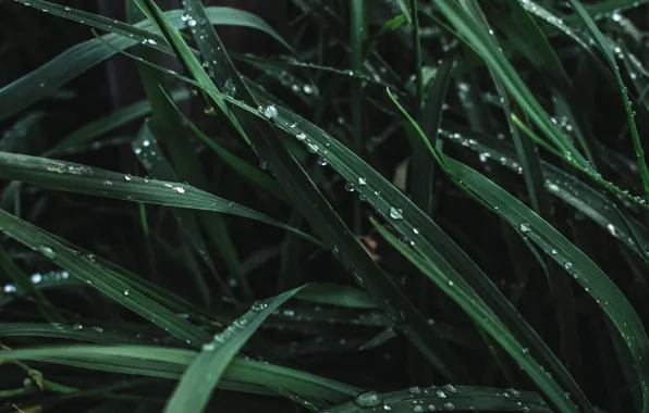 Drops, Grass, Green, Green, Water, Plants, Drops, Flora