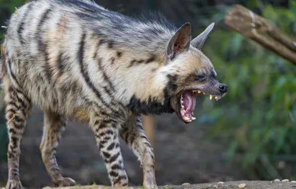 Mouth, hyena, yawns, striped
