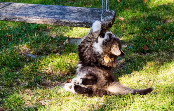 Autumn, cat, summer, grass, leaves, light, nature, pose