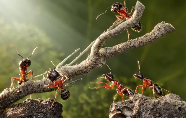 Picture summer, macro, insects, green, the situation, branch, ants, stones