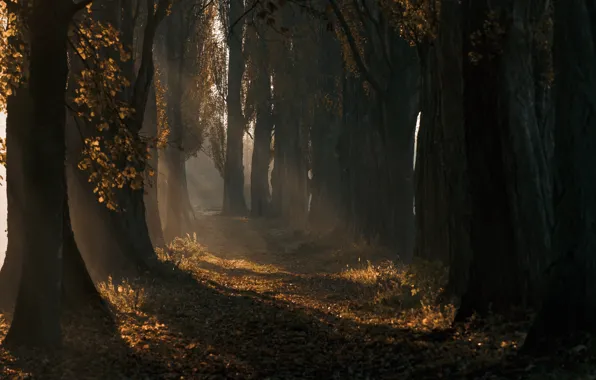 Picture forest, trees, nature