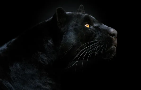 Picture look, face, Panther, black background, the dark background