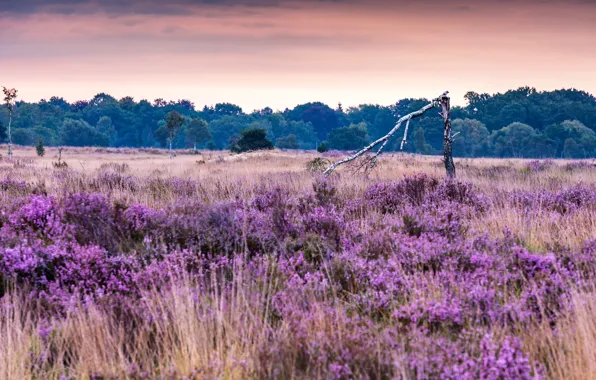 Field, flowers, tree