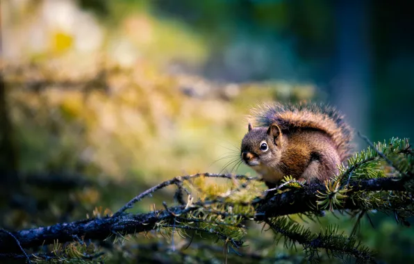 Picture nature, branch, protein, needles, animal, rodent