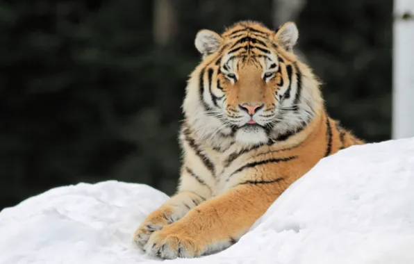 Snow, tiger, paws