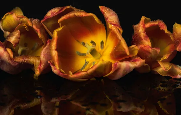 Picture drops, macro, flowers, orange, reflection, lights, the dark background, petals