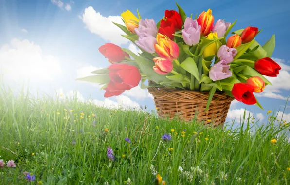 Flowers, spring, weed, the sun's rays, basket of tulips