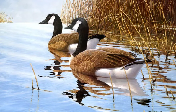 Grass, water, birds, nature, reflection, river, shore, figure