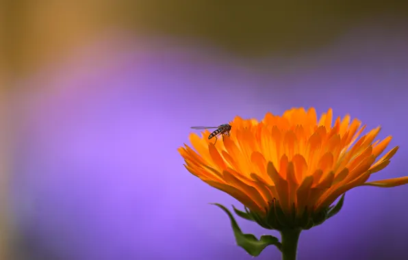 Flower, orange, fly, background, lilac, insect, gorzalka