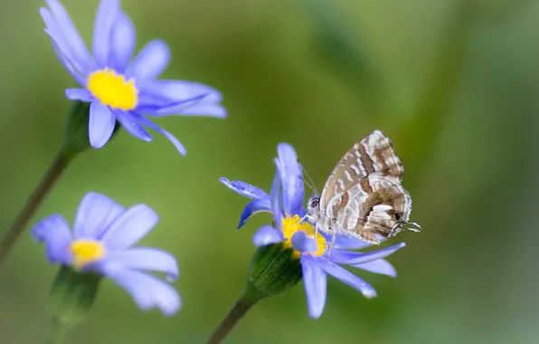 Picture flowers, background, butterfly