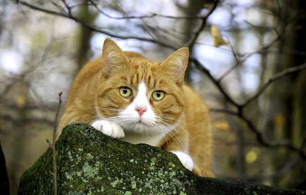 Picture cat, nature, hunting