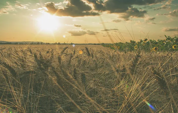 Field, the sky, sunflowers, spikelets