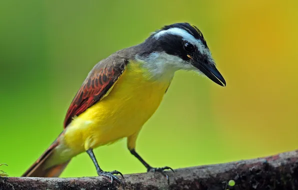 Trees, branches, bird, color, feathers, beak