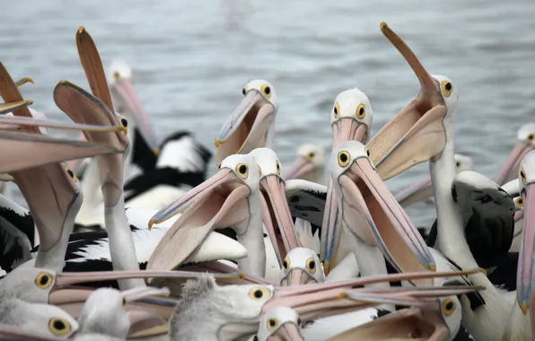 Nature, background, bird