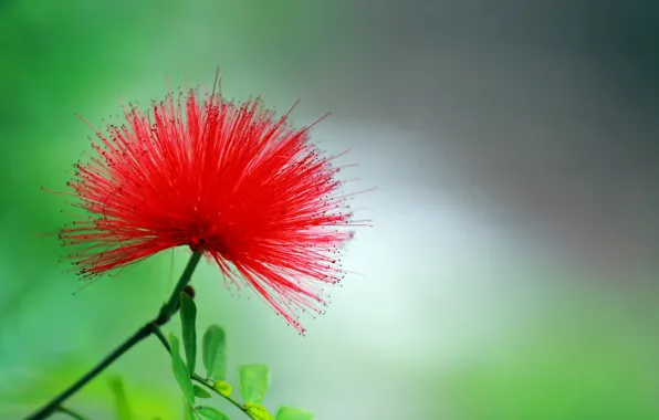 Picture flower, red, background