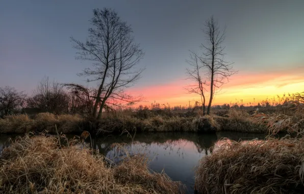 Trees, lake, dawn, morning, reed