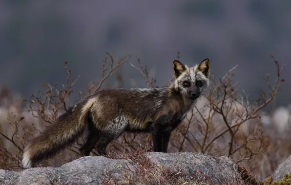 Branches, nature, stones, Fox, Fox, Fox, silver, silver Fox