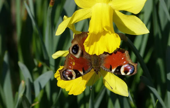 Picture grass, macro, flowers, yellow, butterfly, spring, insect, daffodils