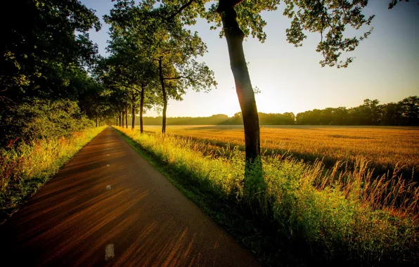 Road, field, forest, grass, trees, sunset, nature, view