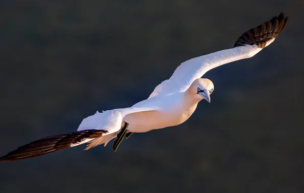 Picture flight, nature, pose, background, bird, dark, wings, sea