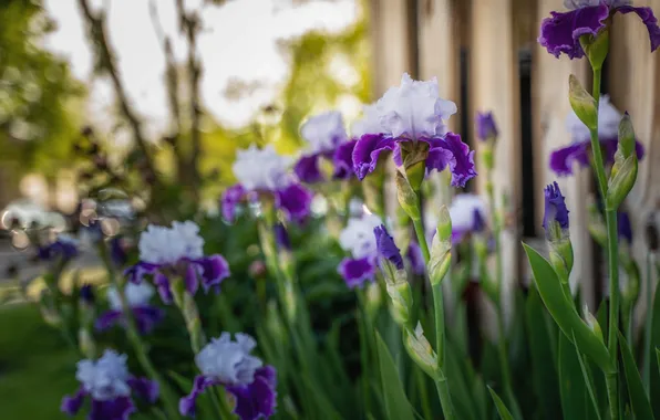Flowers, spring, flowerbed, irises, blue ones