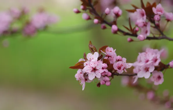 Picture flowers, branches, cherry, background, blur, spring, Sakura, pink