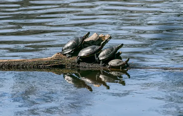 Water, log, four, turtles
