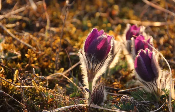 Flowers, nature, spring