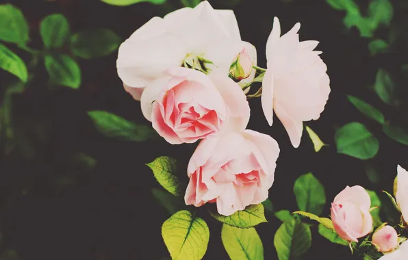 Flowers, roses, petals, pink