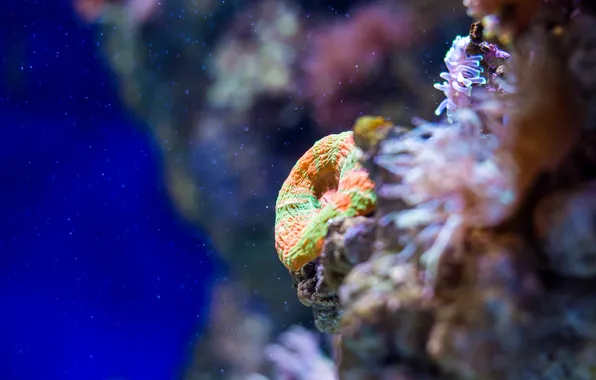 Sea, the ocean, color, corals, sponge